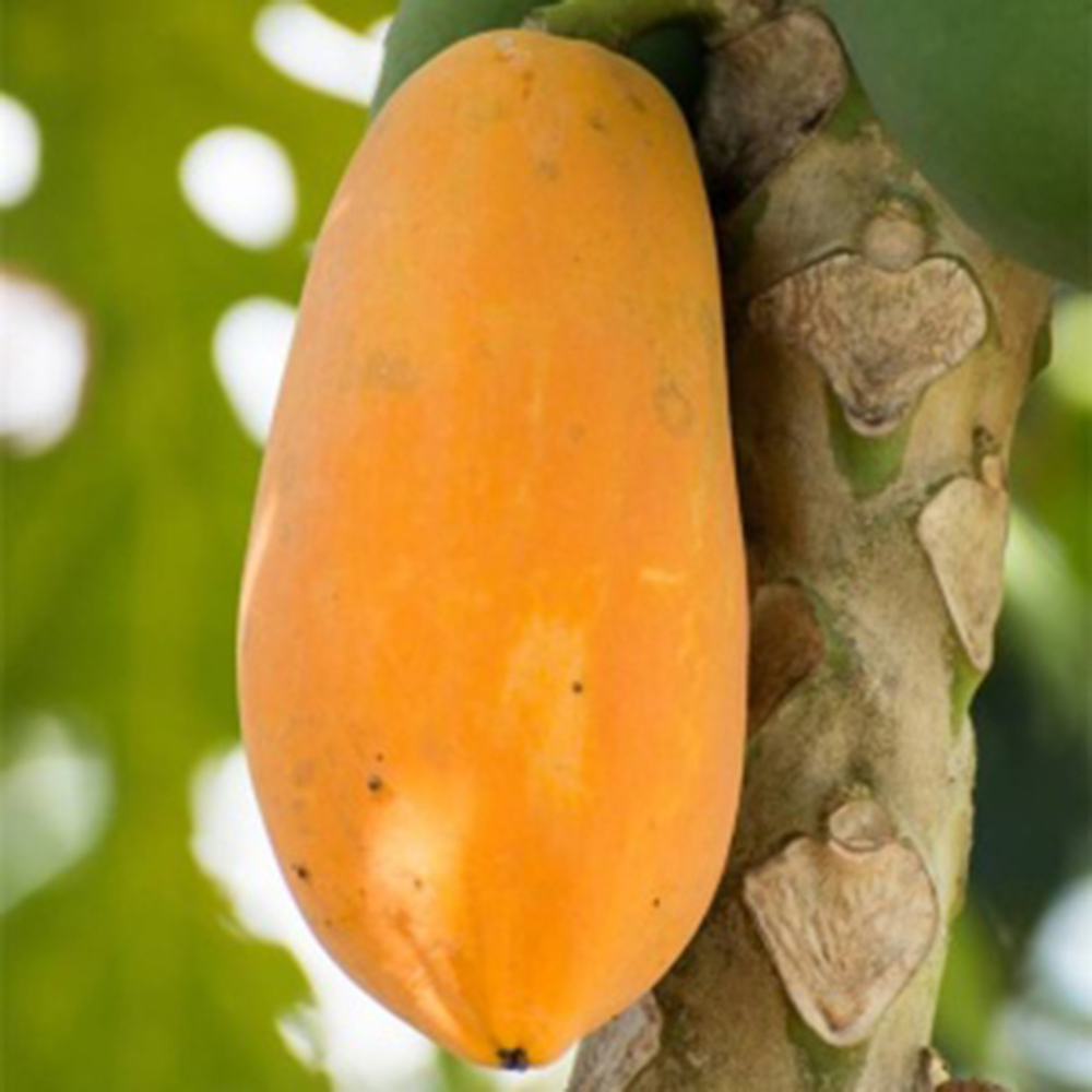 30 Papaya Seeds - Top-Grade for Gardeners, Easy to Plant & Cultivate