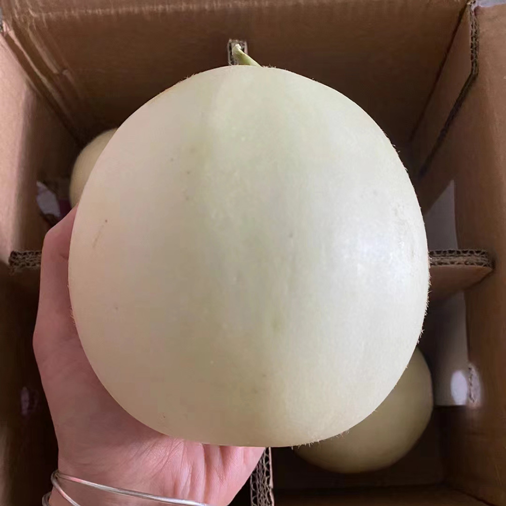 50 Melon Seeds - Premium Quality for Vegetable Gardens, High Germination & Easy Growth