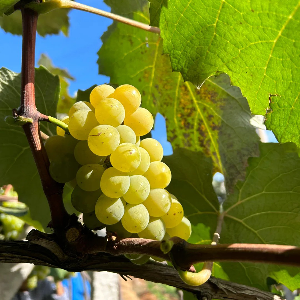 550 Grape Seeds - Fresh Viable Seeds, Perfect for Orchard Expansion