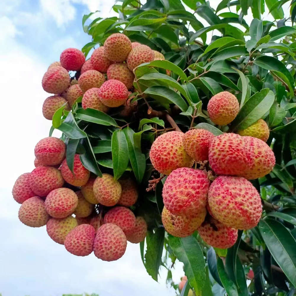 10 Lychee Seeds - Premium Quality for Gardeners, Easy to Plant & Cultivate