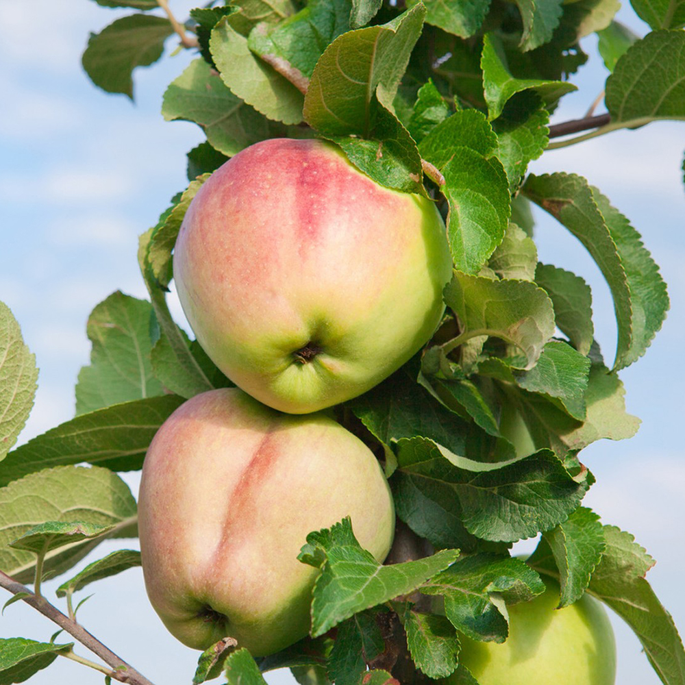 250 Apple Seeds - Premium Quality for Scale Gardening, Reliable Growth