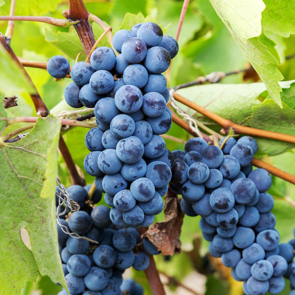 600 Grape Seeds - High-Quality Grape Seeds