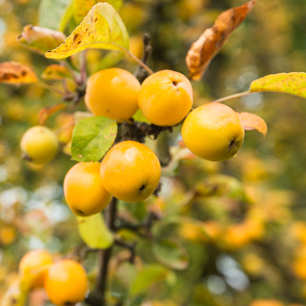 200 Hawthorn Seeds - Reliable Germination, Suitable for Garden & Outdoor Use