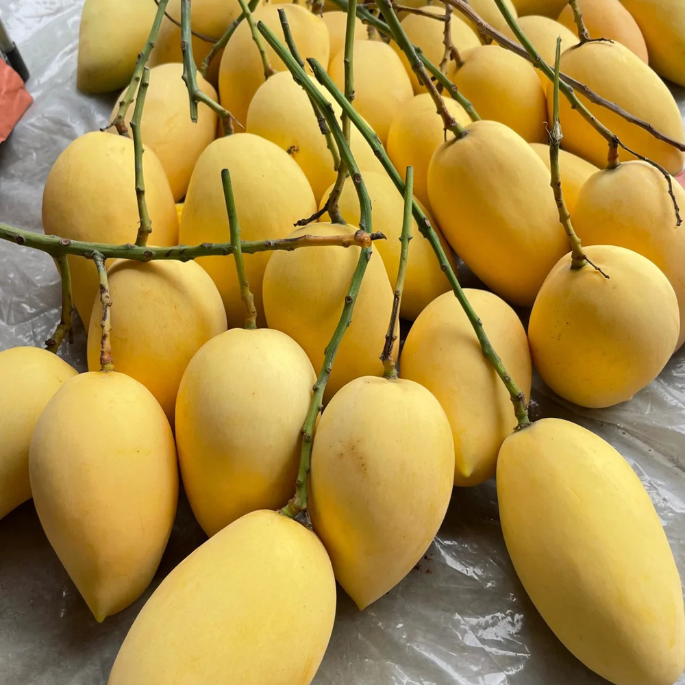 10 Mango Seeds - Premium Fruit Seeds, Perfect for Indoor & Outdoor Cultivation