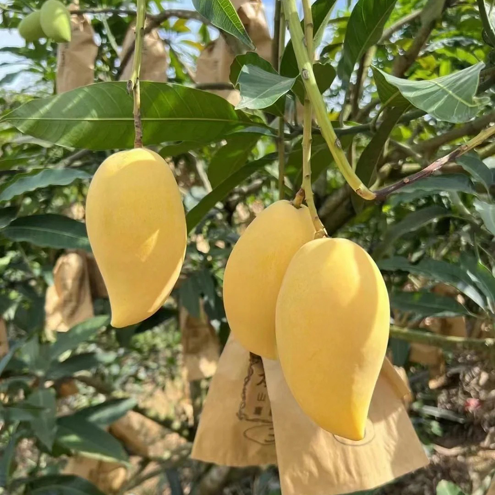 10 Mango Seeds - Premium Fruit Seeds, Perfect for Indoor & Outdoor Cultivation
