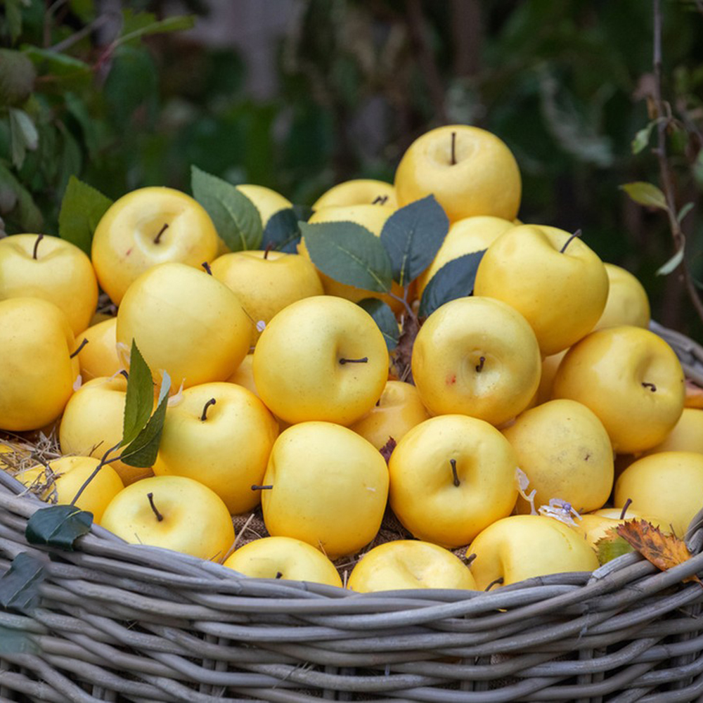 180 Apple Seeds - Top-Grade for Orchard Planning, Easy to Grow