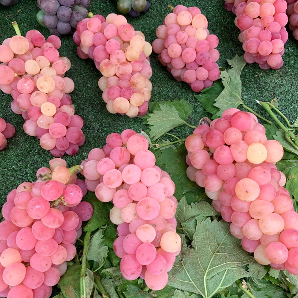 250 Grape Seeds - High-Quality Fruit Seeds