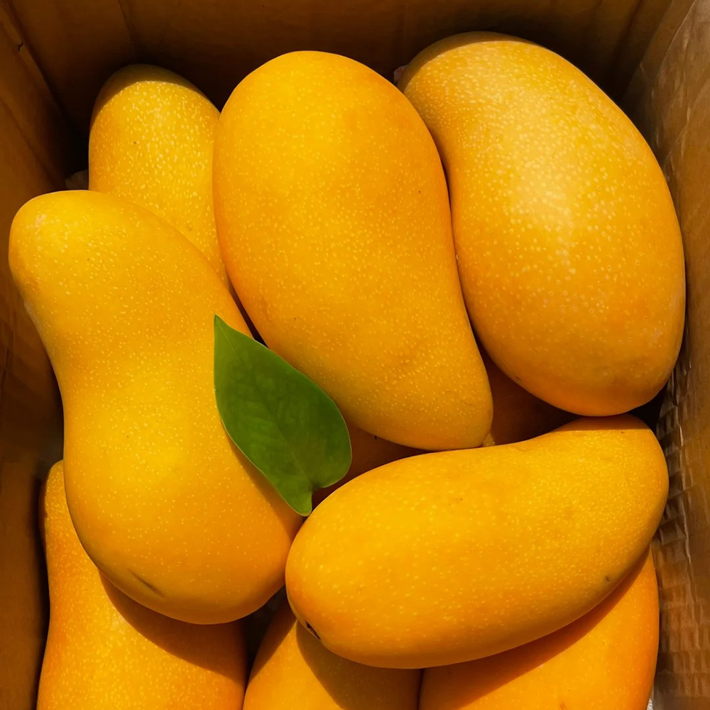 12 Mango Seeds - High-Quality for Garden Enthusiasts, Great for Fruit Tree Projects