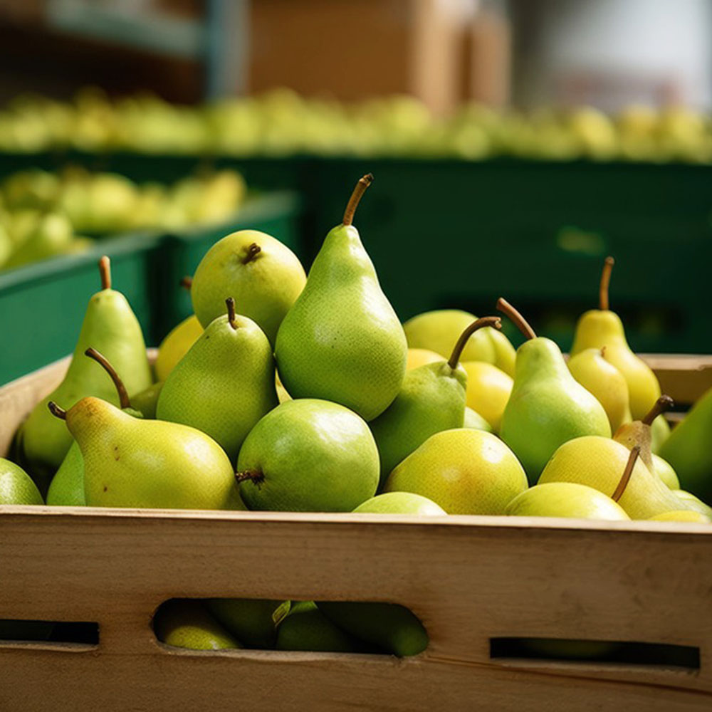 200 Premium Pear Seeds - Organic Home Garden Starter Kit