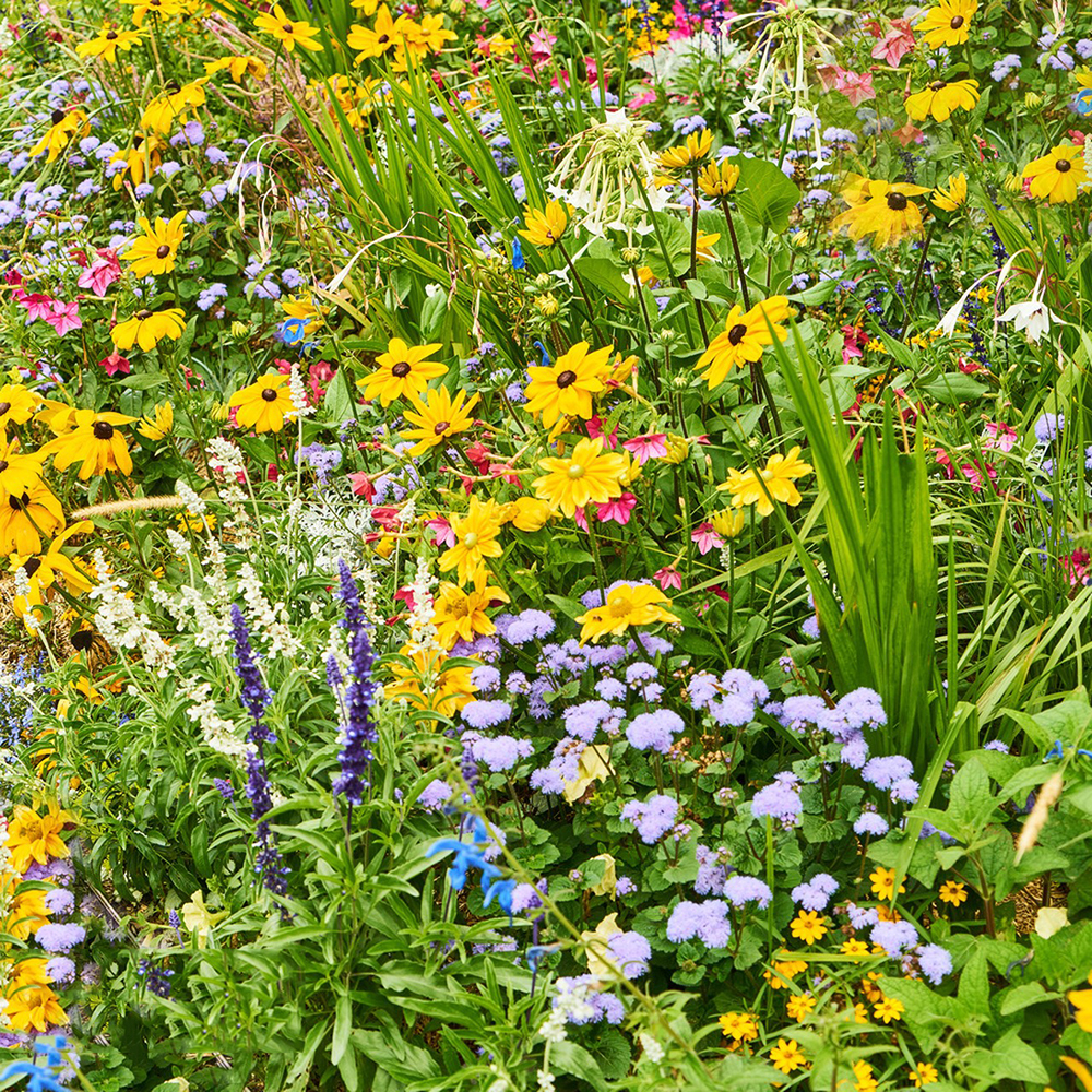 500 Wildflower Seeds - Premium Mix for Gardens, High Germination & Pollinator-Friendly