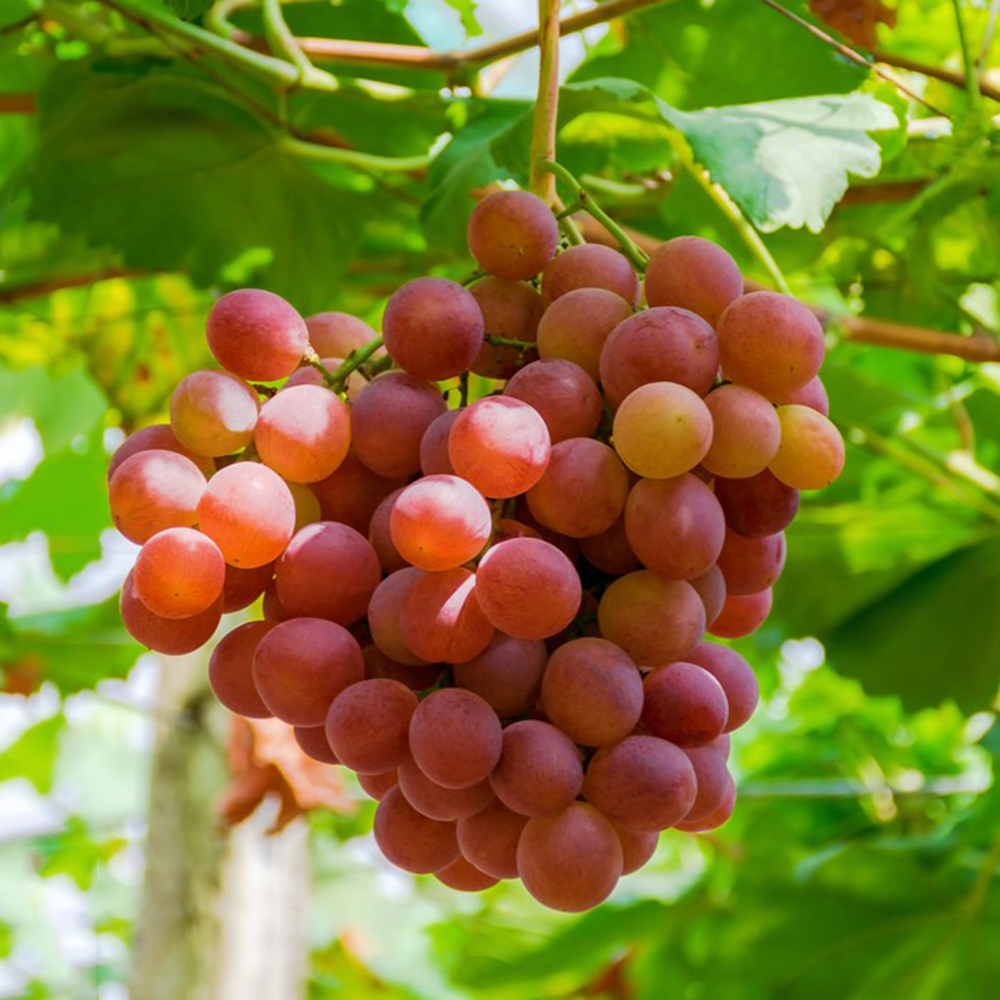 450 Grape Seeds - High-Germination Seeds, Suitable for Home & Farm Use