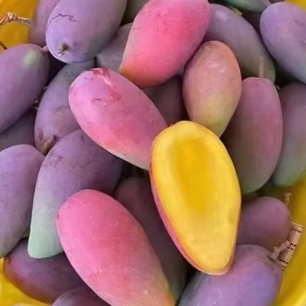 20 Mango Seeds - High-Germination Fruit Seeds, Suitable for Orchard & Garden Use