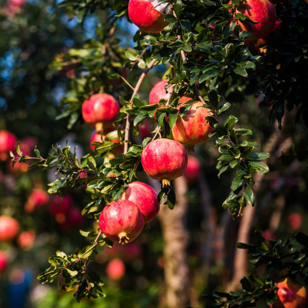 150 Pomegranate Seeds - High-Quality Fruit Seeds, Perfect for Small Garden Projects