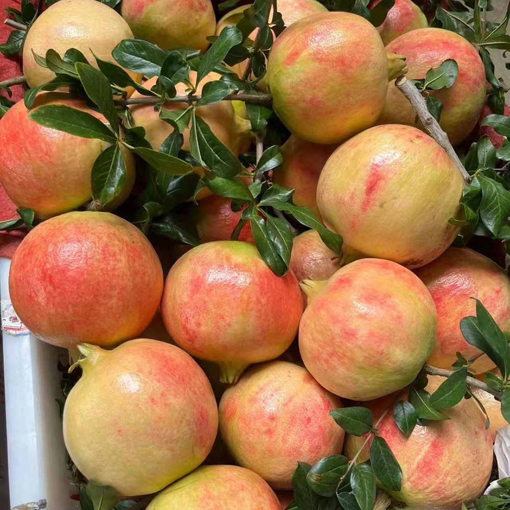 50 Pomegranate Seeds - Premium Quality for Home Gardening, High Germination Potential