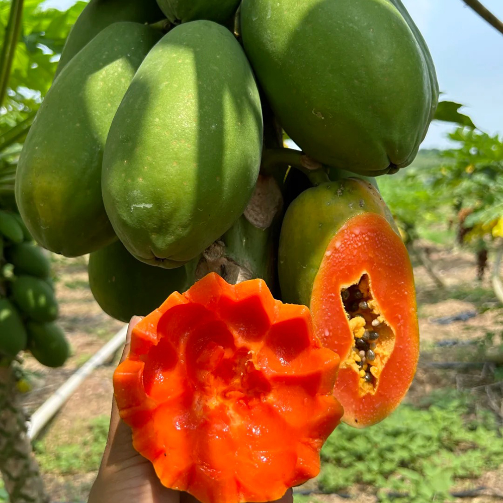 60 Papaya Seeds - Fresh, Viable for Indoor & Outdoor Cultivation