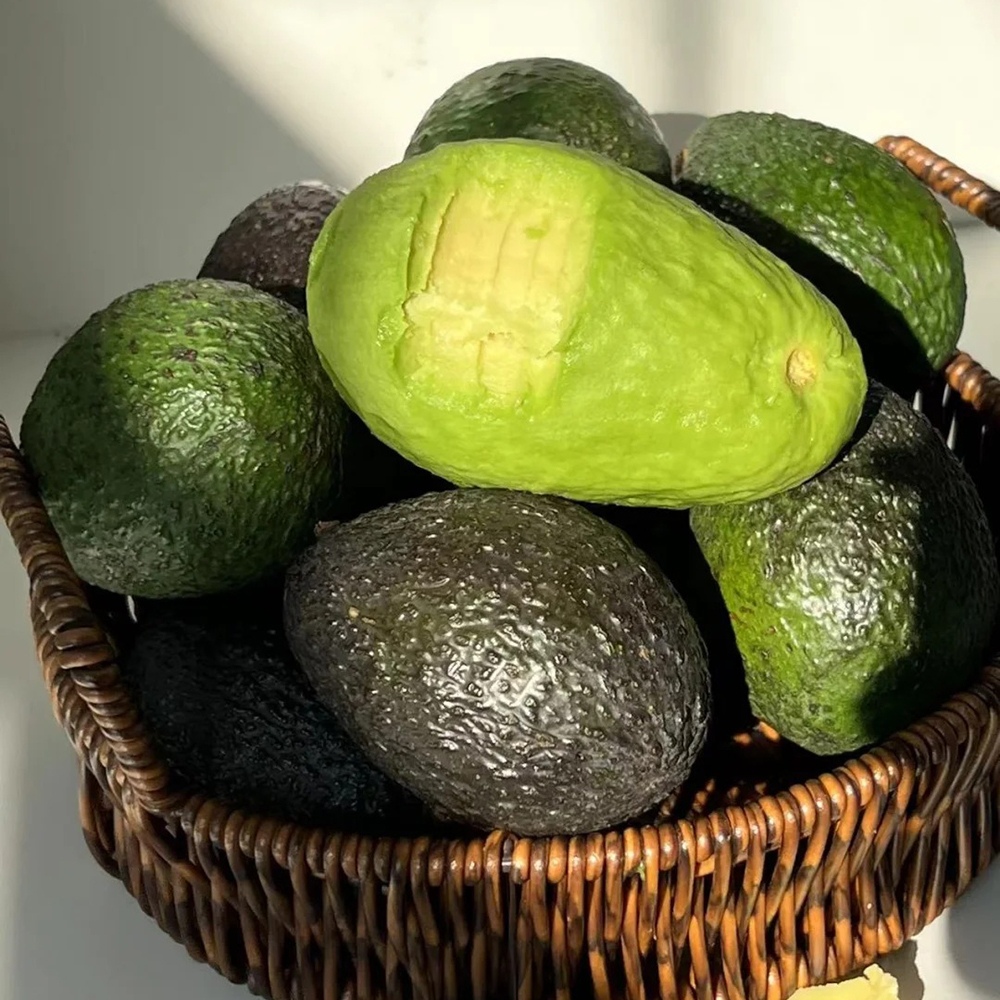 10 Avocado Seeds - Premium Quality for Home Gardening, High Germination Potential