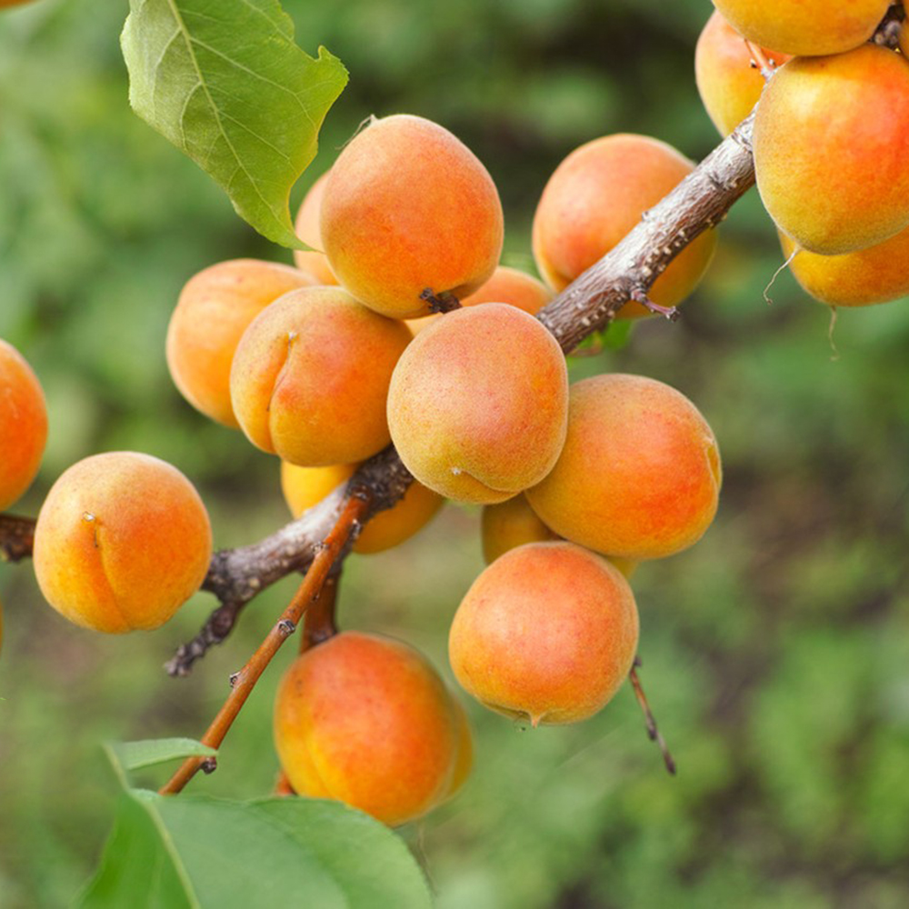 3 Apricot Seeds - Premium Quality for Home Gardening, High Germination Potential