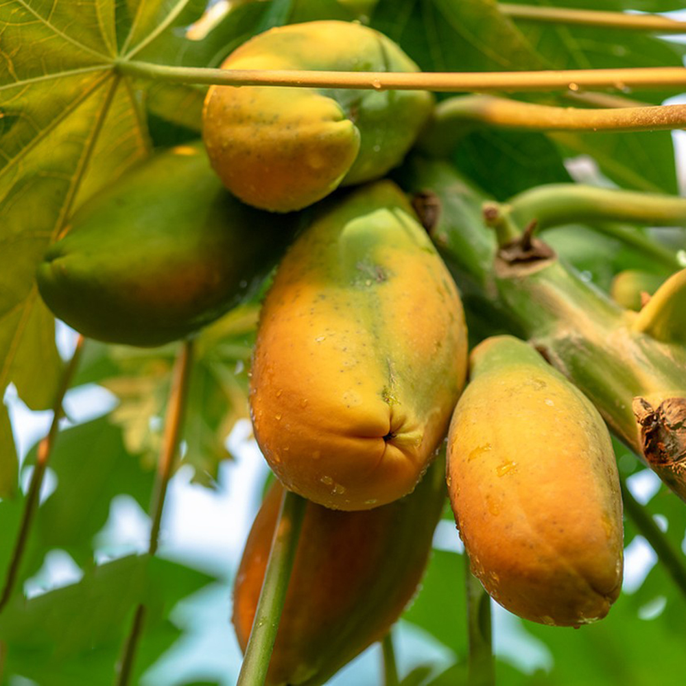 20 Papaya Seeds - Fresh Viable Seeds, Ideal for Backyard Gardens & Fruit Growing