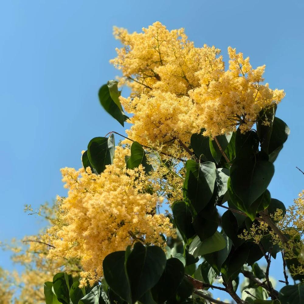 300 Seeds Organic Clove Bud Seeds - Fast-Growing, High-Yield