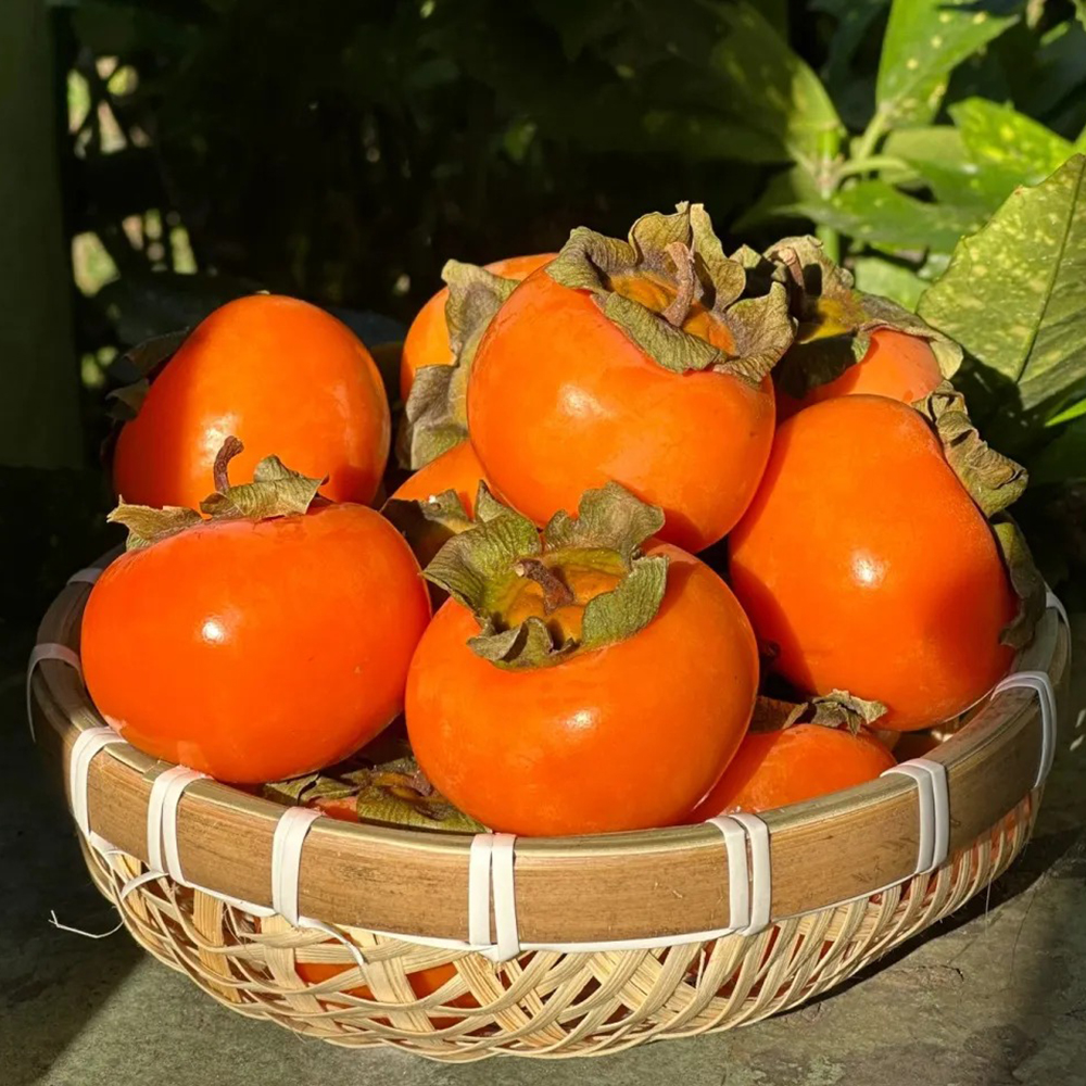 50 Persimmon Seeds - Fresh Viable Seeds, Ideal for Backyard Orchards & Fruit Growing