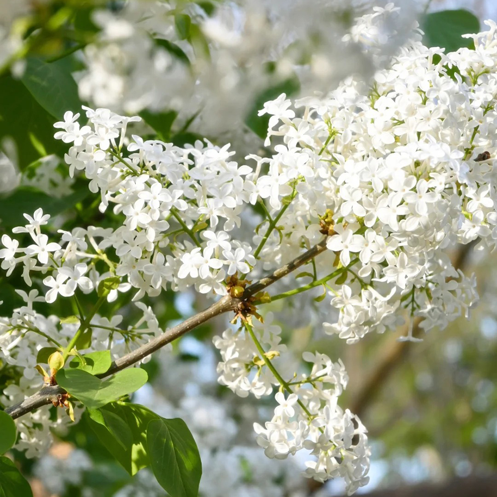 200 Seeds Cold-Hardy Clove Plant Seeds - Compact, Container-Friendly, Ideal for Indoor Use!