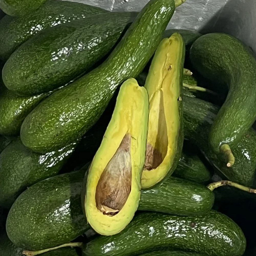 60 Avocado Seeds - Premium Seeds for Garden Enthusiasts, Great for Tree Projects