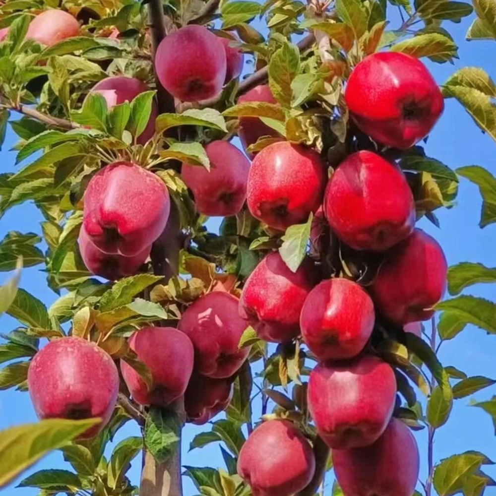 100 Apple Seeds - High-Quality Fruit Seeds, Perfect for Orchard Projects