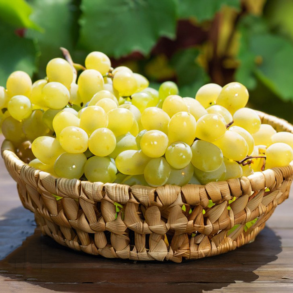 50 Grape Seeds - Premium Quality for Home Orchards, High Germination Rate