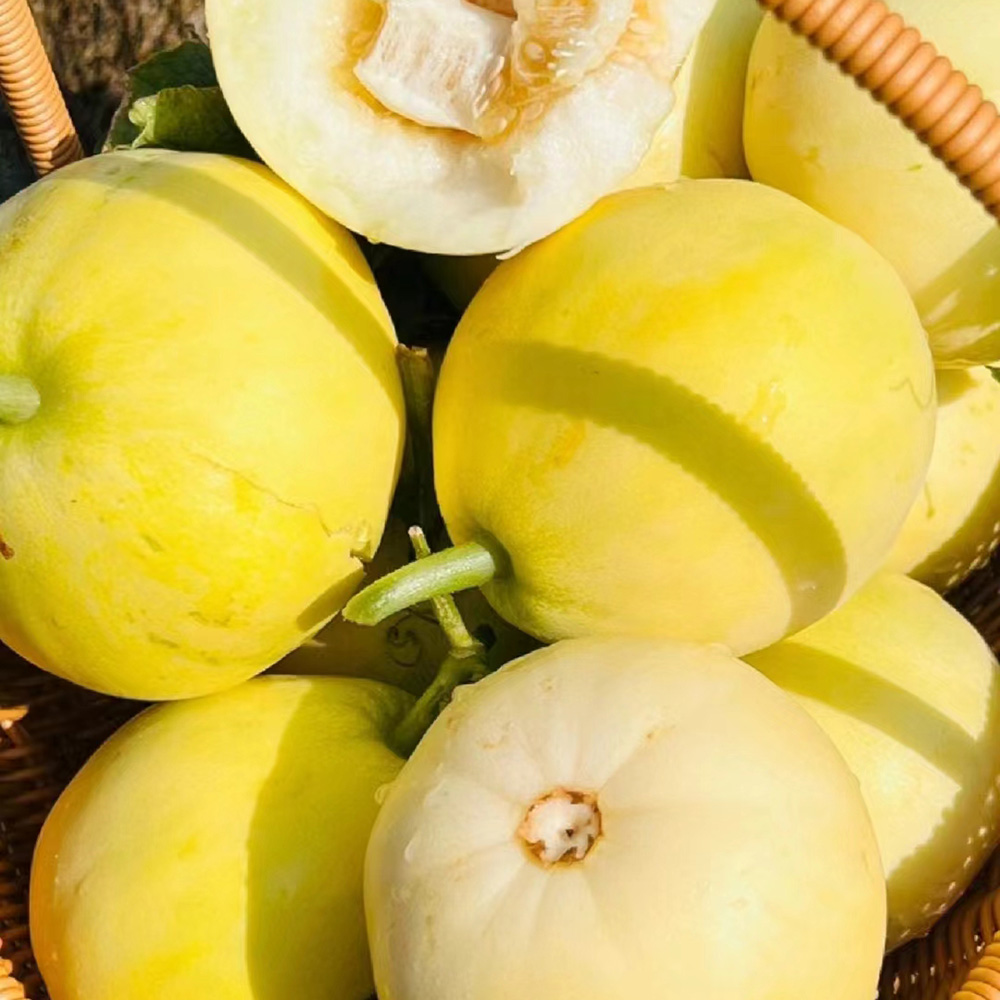 250 Melon Seeds - Reliable Germination, Great for Home Gardens & Enthusiasts