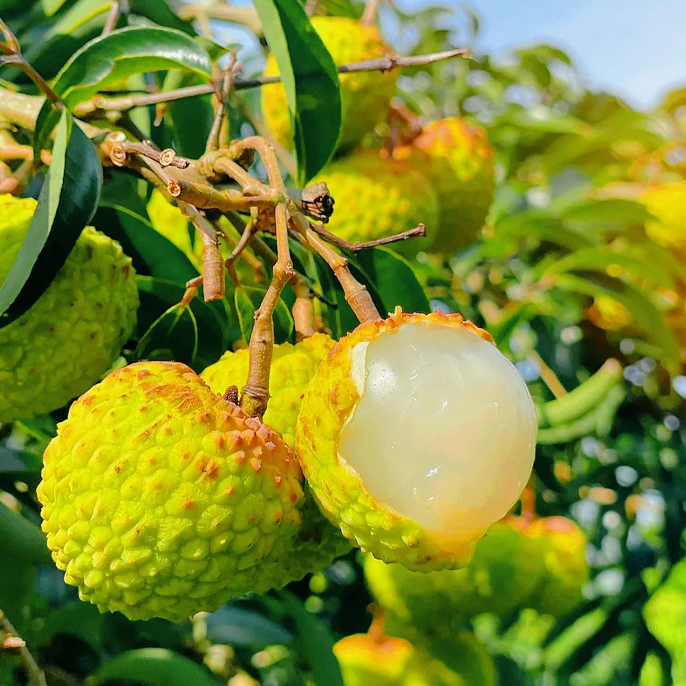 20 Lychee Seeds - Perfect for Home Gardening, Fresh Seeds for Fruit Trees