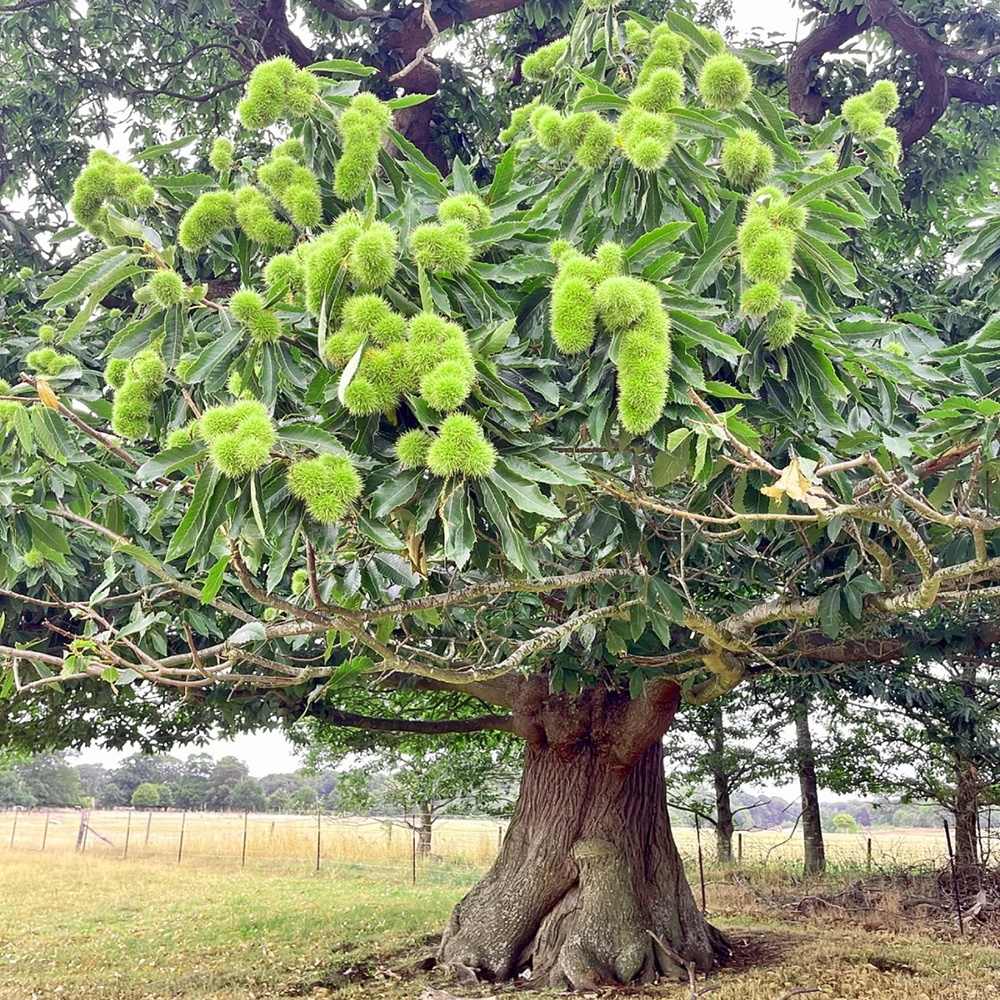 Chinquapin Chestnut Tree Seeds - Castanea pumila (Dwarf Chestnut)-100