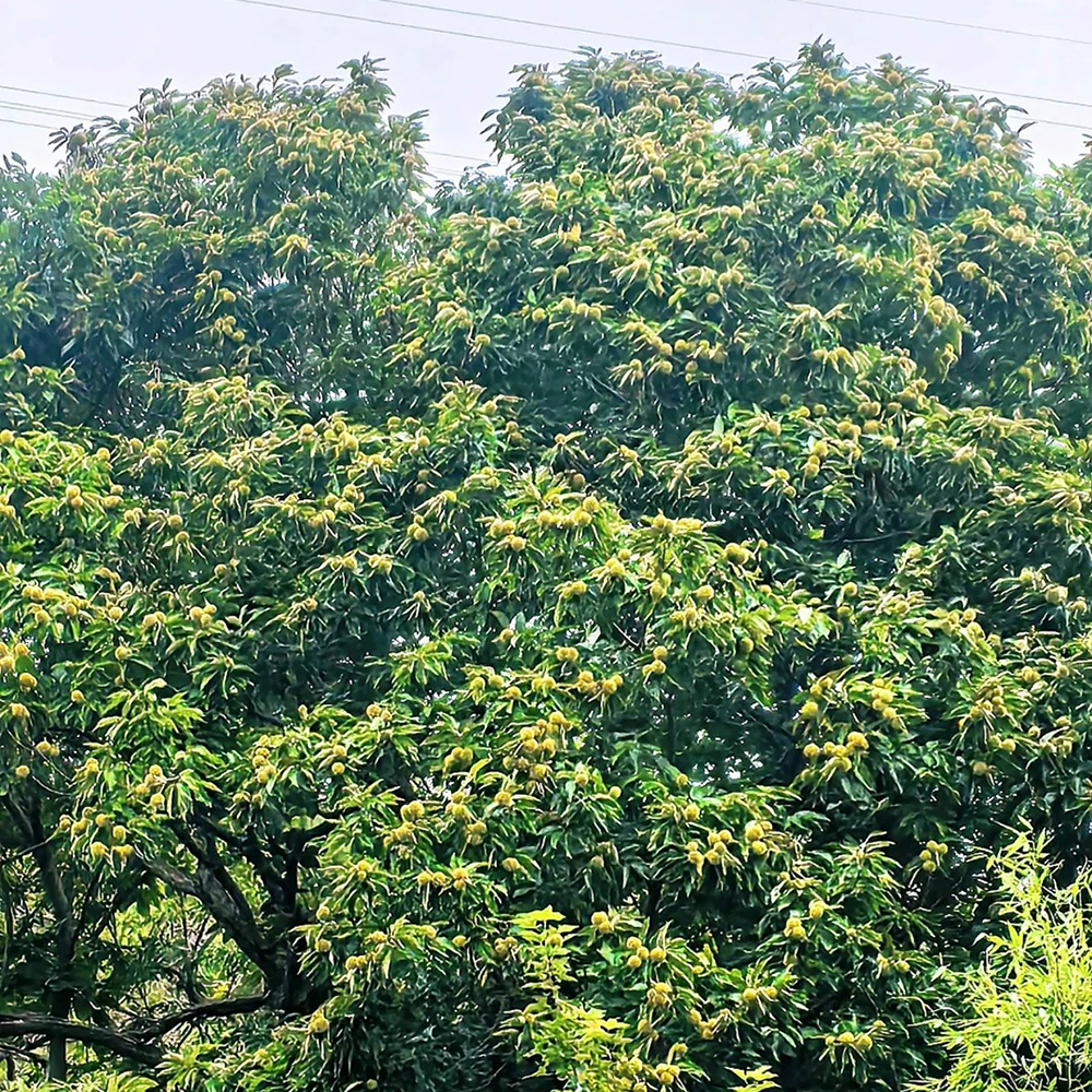 Chinquapin Chestnut Tree Seeds - Castanea pumila (Dwarf Chestnut)-100