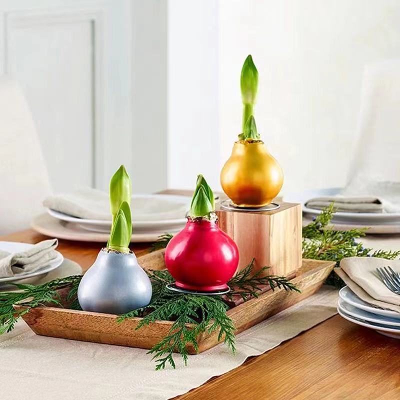 Red Base Waxed Amaryllis Flower Bulb , No Water Needed,Just Needs Sunlight,Grow Real Blooming Indoor Spring Flowers, Great Holiday Gift! Easy Grow Bulbs!