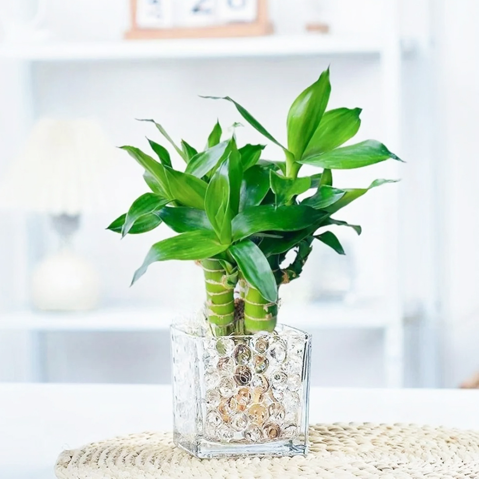 Lucky Bamboo Live Plant - Easy to Grow, Air Purifying, Live Indoor Houseplants Flowers for Home Office Wedding Decor & Giftable