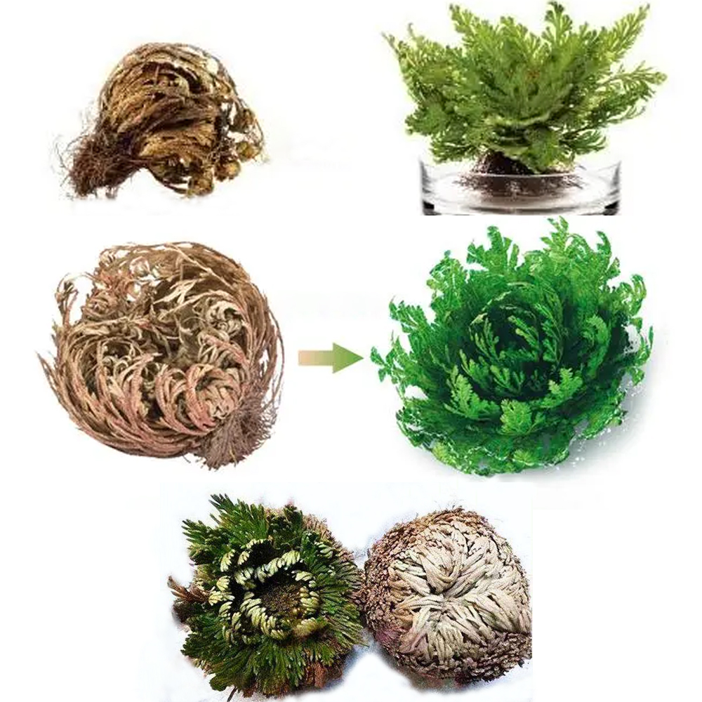 Green plants Large Premium Dried Rose of Jericho, Selaginella Resurrection Grass, Dried Fern Scale Leaf Prayer Plant, Symbol of Abundance and Prosperity, Ideal for Home Decoration and Spiritual Healing,Growing in contact with water