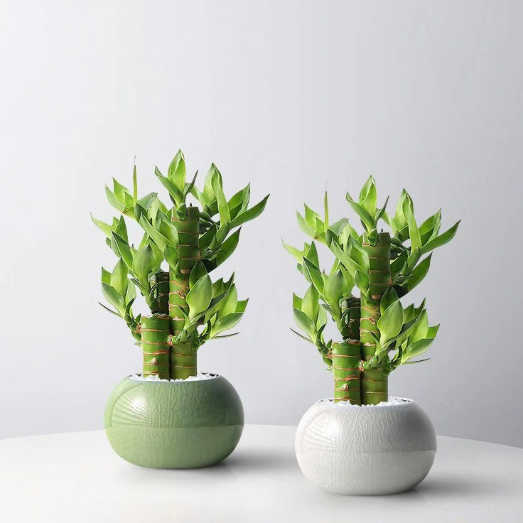 Lucky Bamboo Live Plant - Easy to Grow, Air Purifying, Live Indoor Houseplants Flowers for Home Office Wedding Decor & Giftable