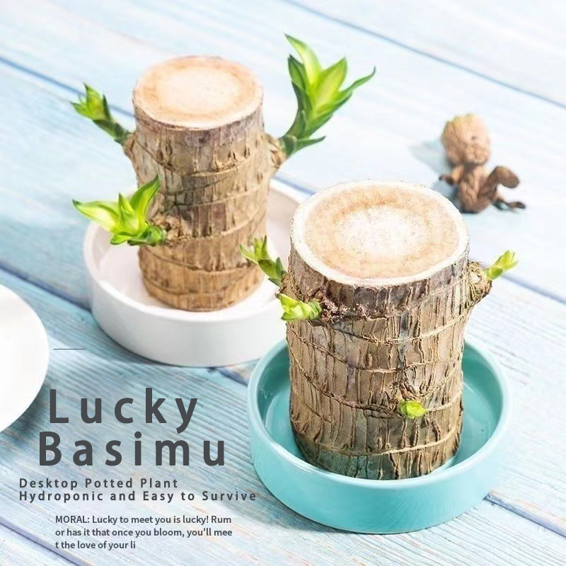 Brazilian Wood Plant Set,Mini Brazil Wood for Home Office Desktop Indoor Greenery Purify The Air, with Plastic Tray,Natural Fortune-Bringing Ornaments Suitable for Office Desks, Desks, and Bedrooms(Groot)