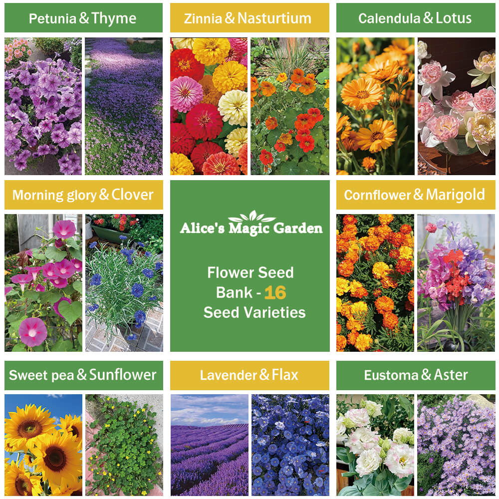16 Edible Flower Seeds Variety Pack for Indoor Outdoor Gardening - Non-GMO Heirloom Flower Seeds
